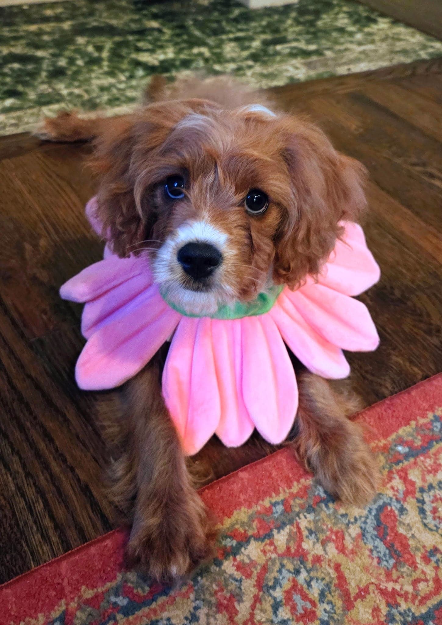 Cavapoos
