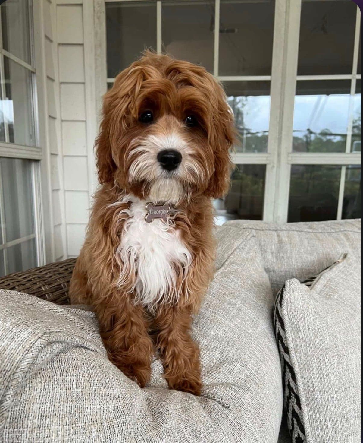 Cavapoos