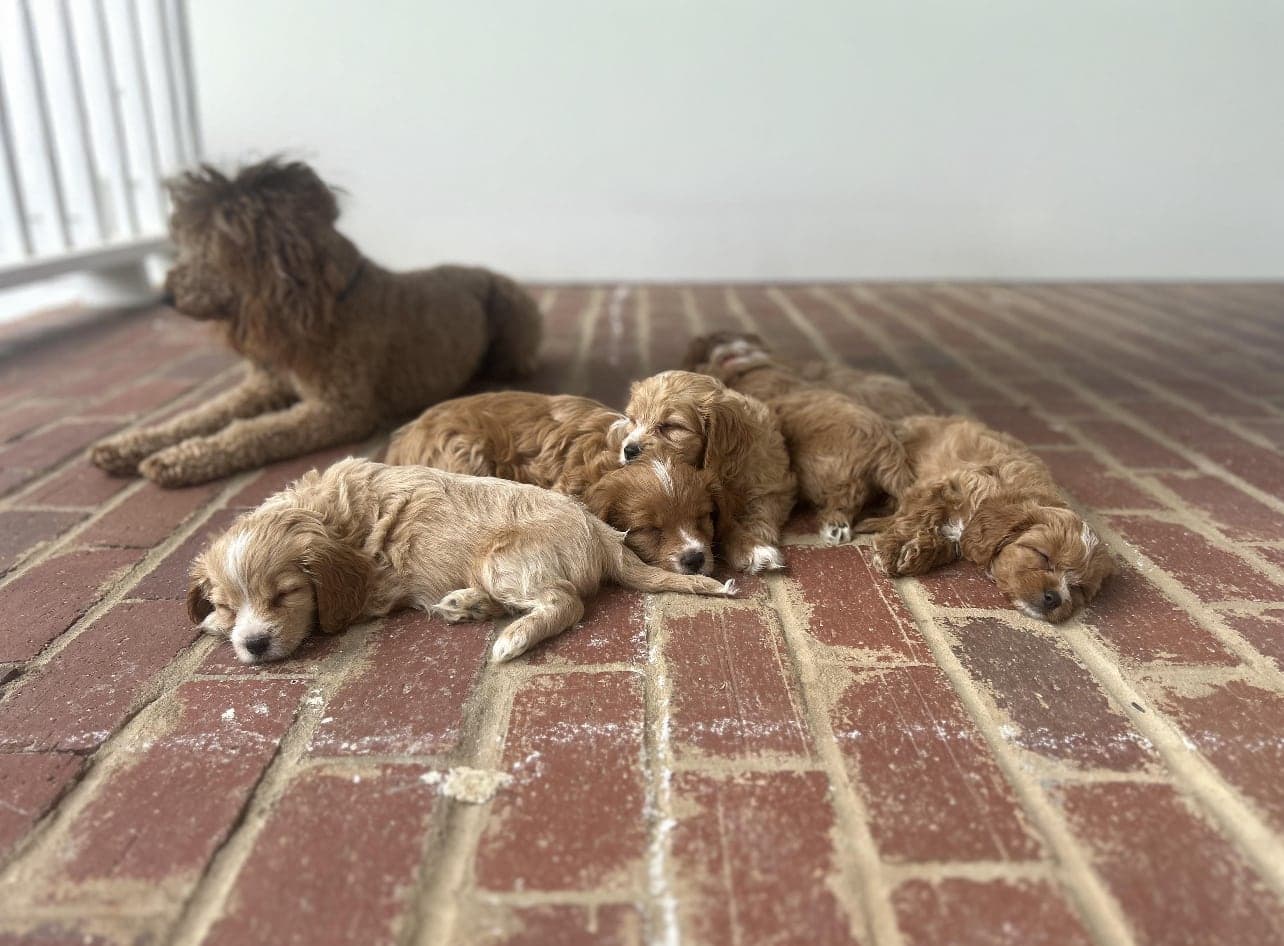 West Cobb Dogs on the farm