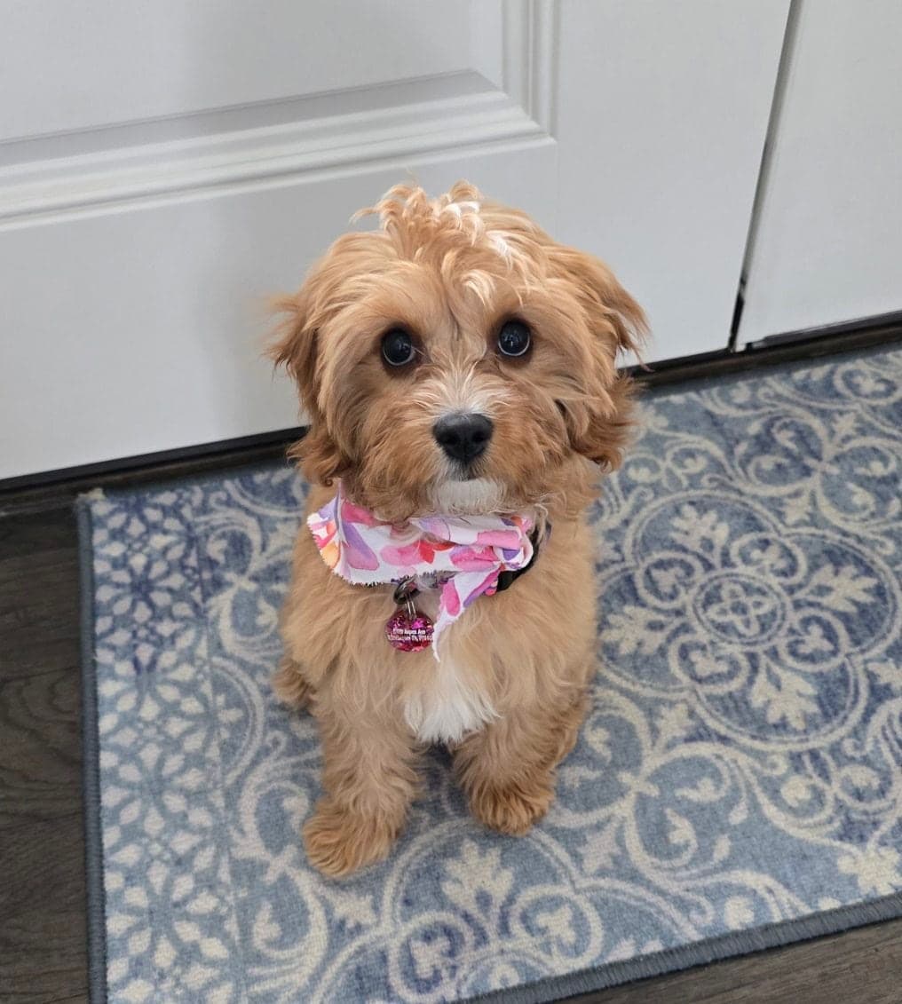 Birdie, Cavapoo